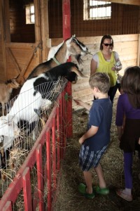 Feeding the goats,Open Farm Day 2013