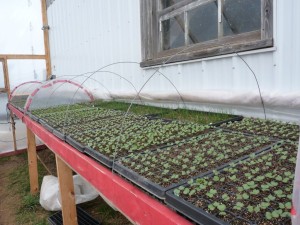 Early spring seedlings