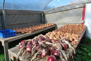 Onions curing in the fall