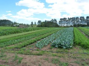 fields of vegetables