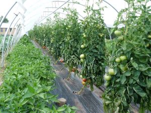 Tomatoes and peppers in one high tunnel