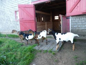 Captivated goats