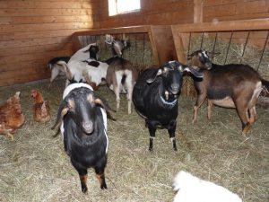 Goats and chickens in winter