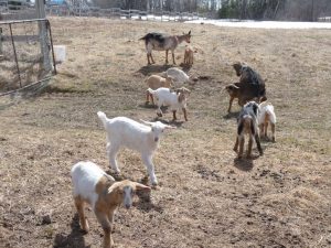 Baby goats in spring