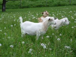 Goats in field in summer
