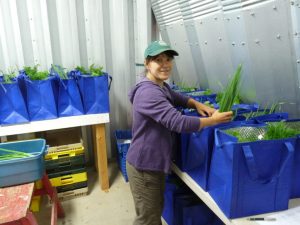 Filling CSA bags in summer