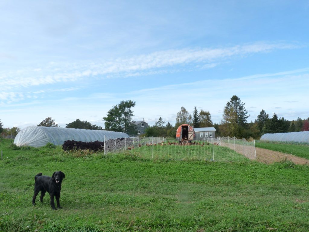Guinness guards the laying hens
